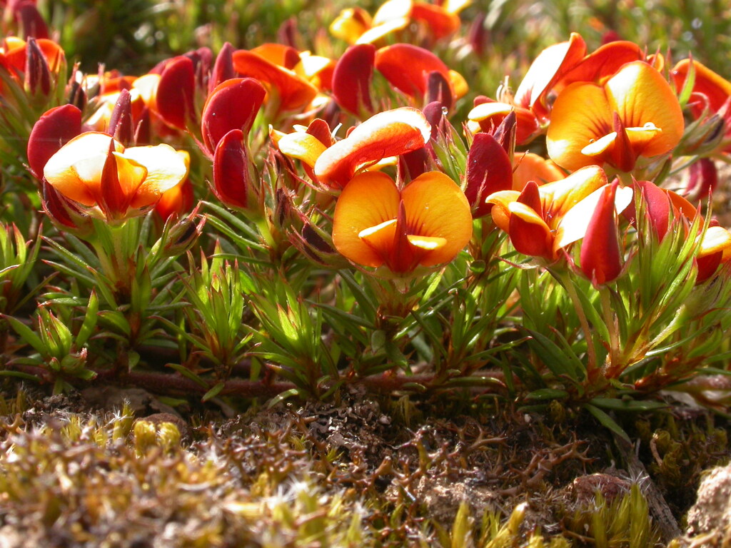 Pultenaea pedunculata (hero image)