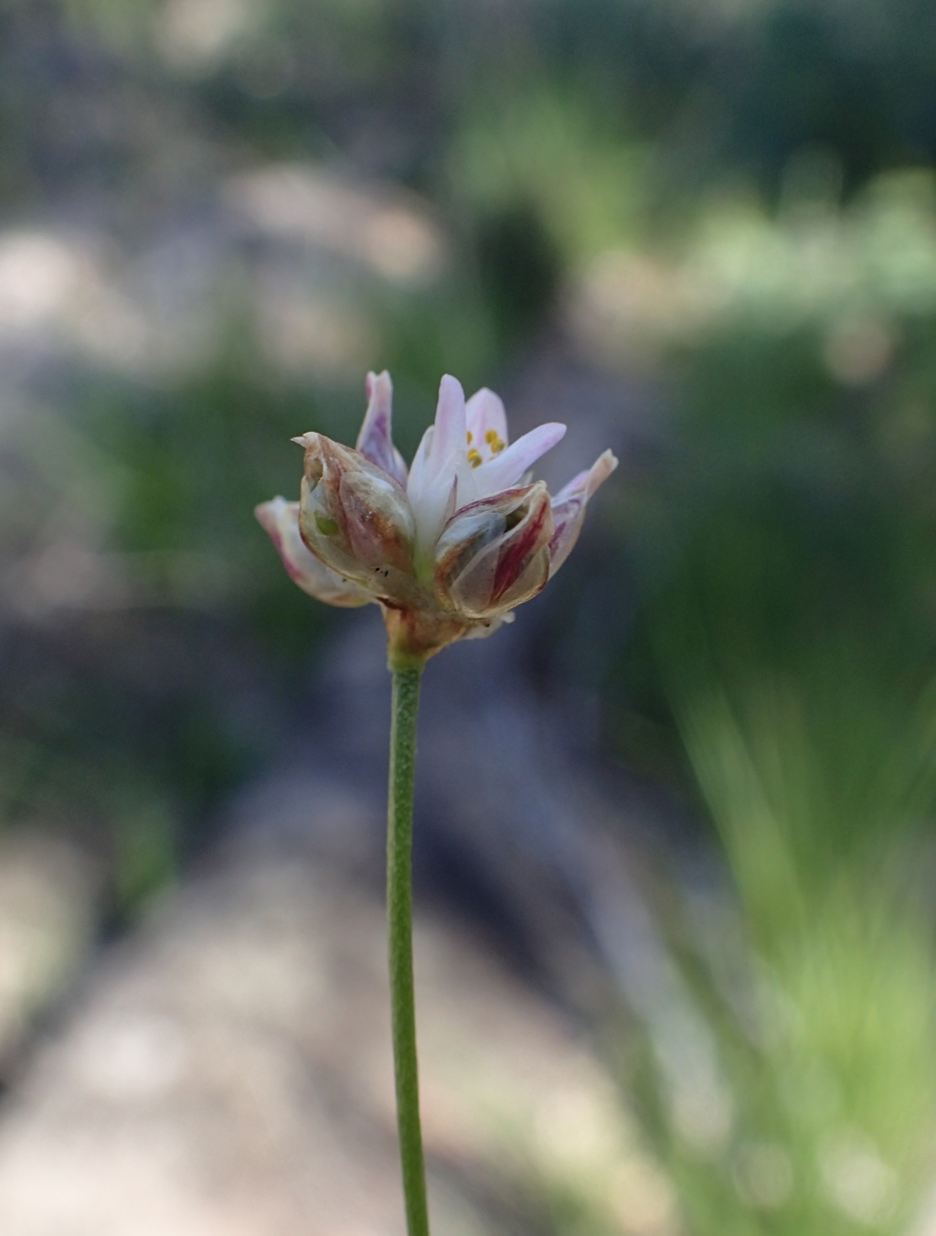 Laxmannia gracilis (hero image)