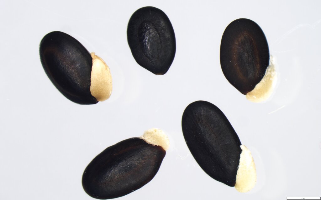 Acacia deanei subsp. paucijuga (hero image)