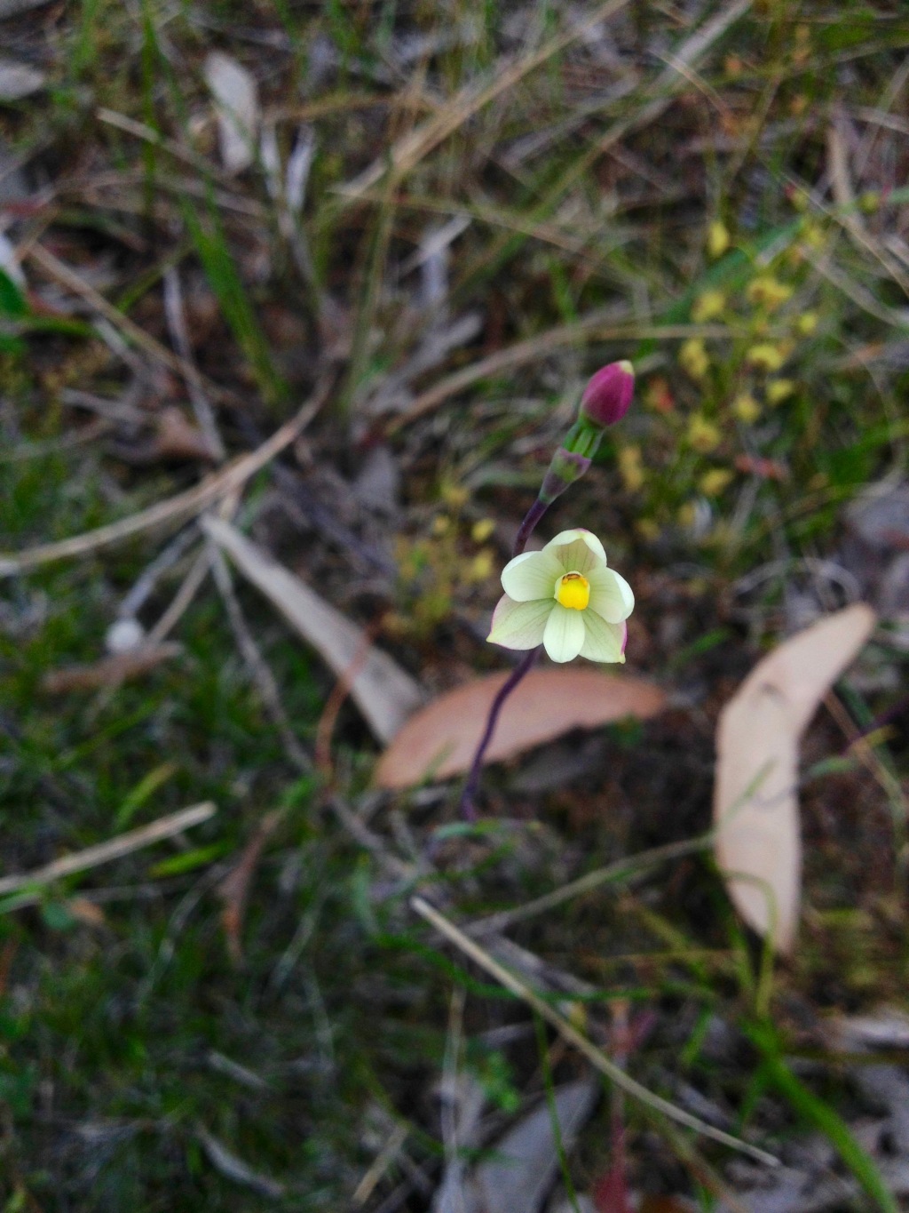 Thelymitra flexuosa (hero image)