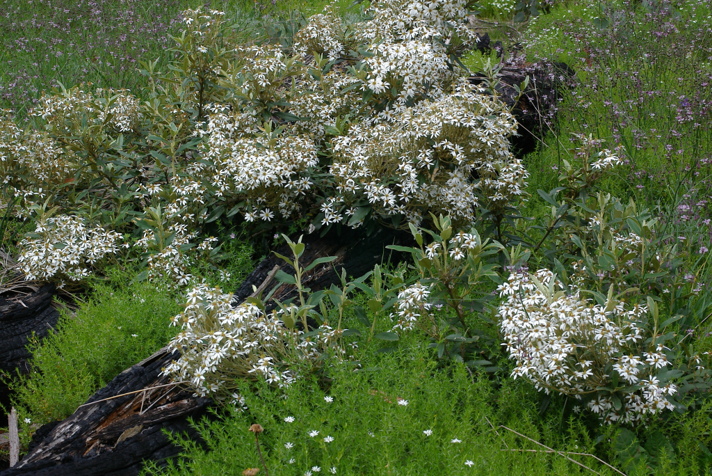 Olearia megalophylla (hero image)