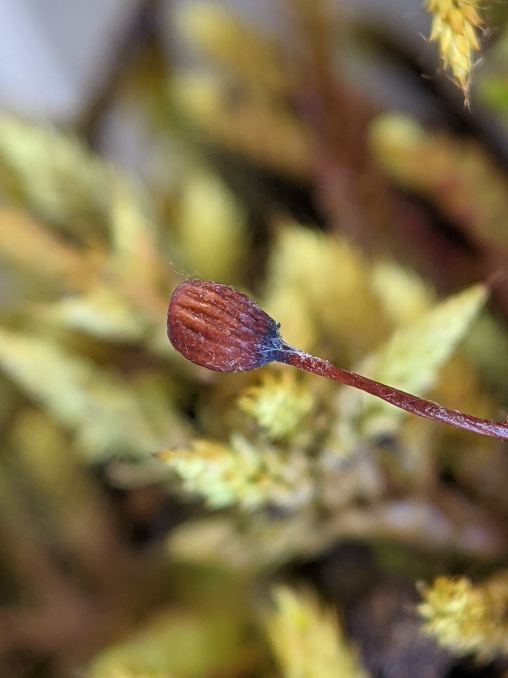 Rhacocarpus (hero image)