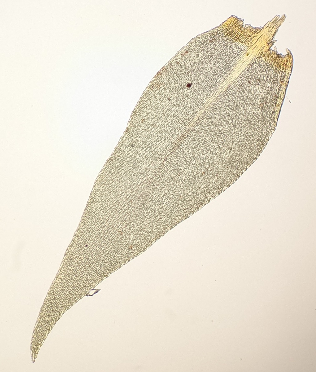Tetraphidopsis pusilla (hero image)