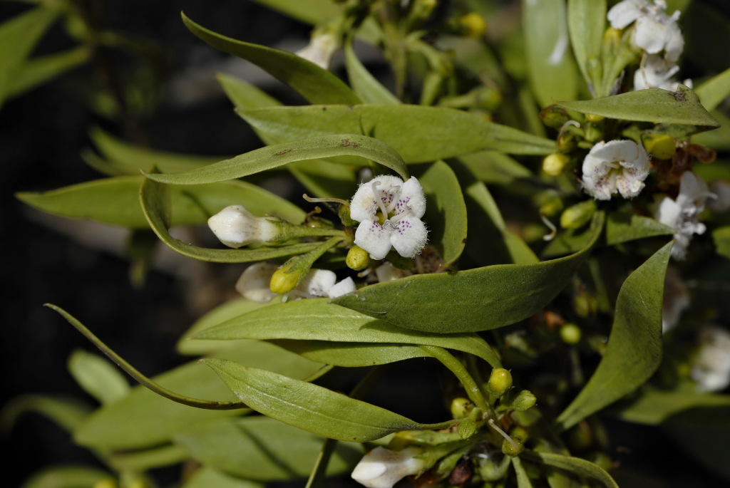 Myoporum platycarpum (hero image)