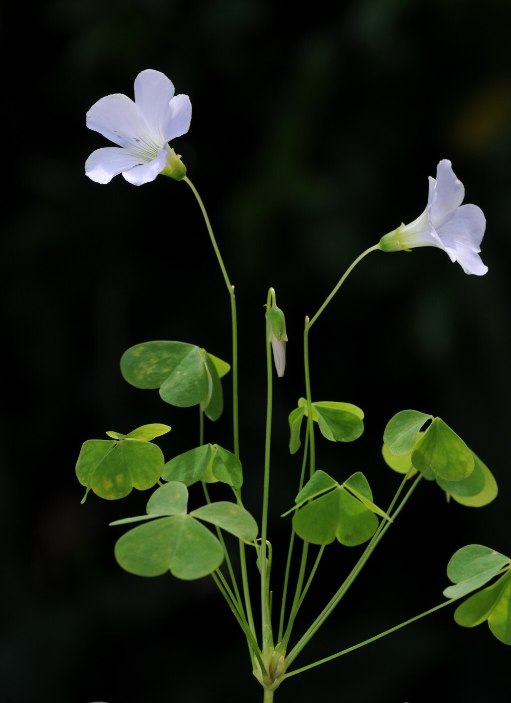 Oxalis incarnata (hero image)