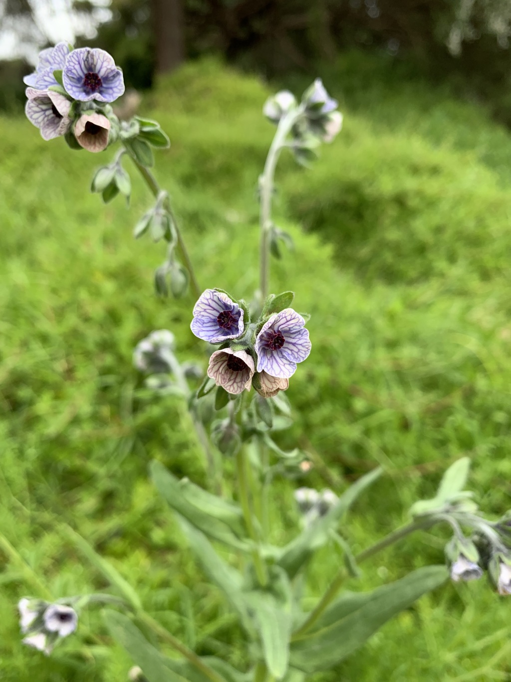 Cynoglossum creticum (hero image)
