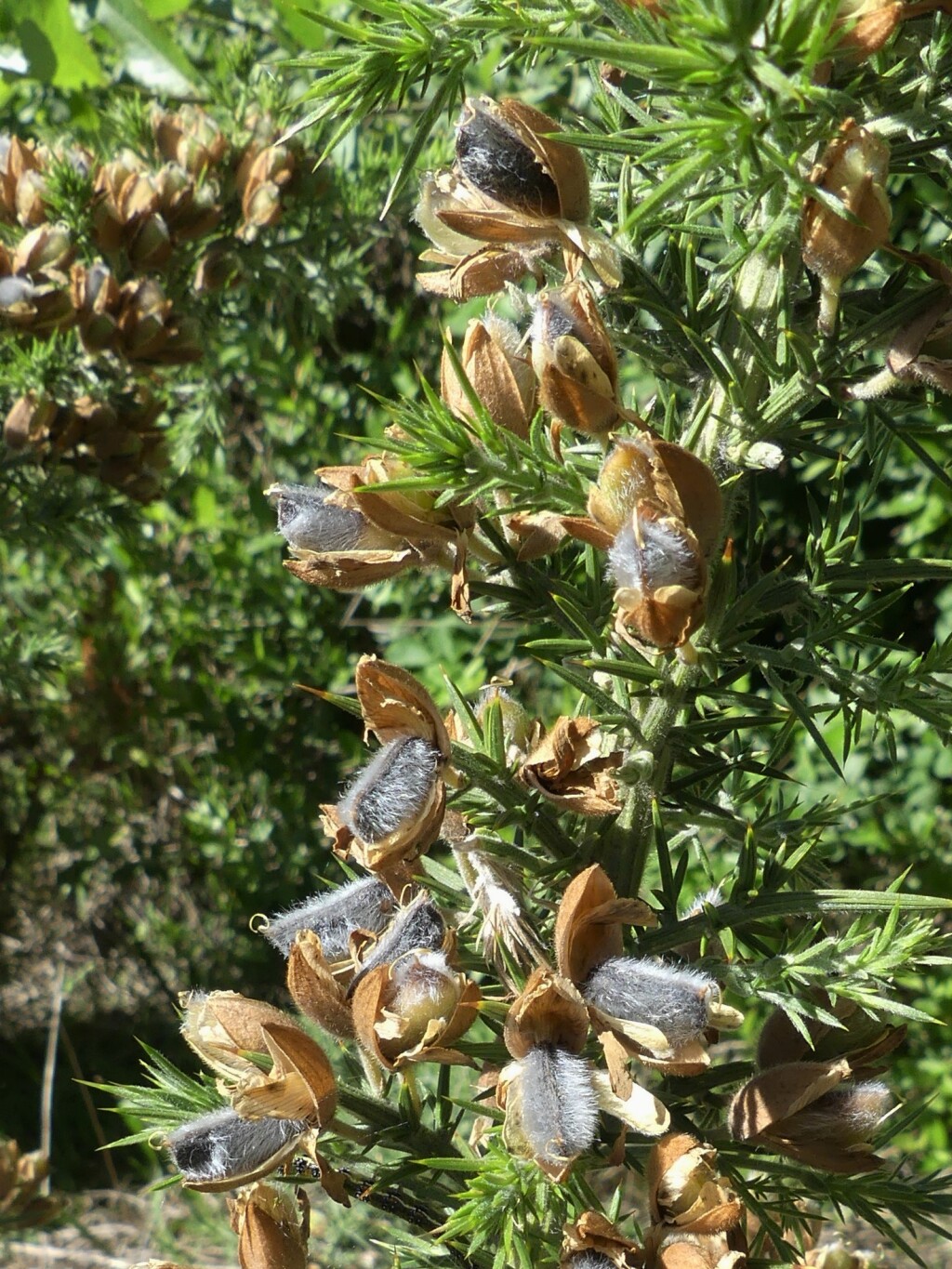 Ulex europaeus (hero image)