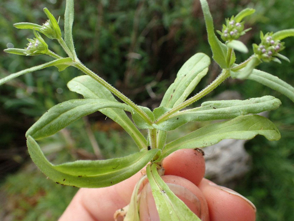 Valerianella eriocarpa (hero image)