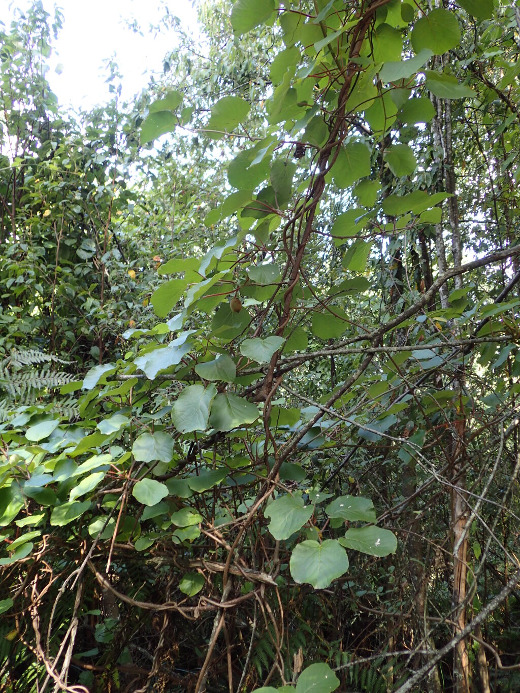 Actinidia chinensis (hero image)