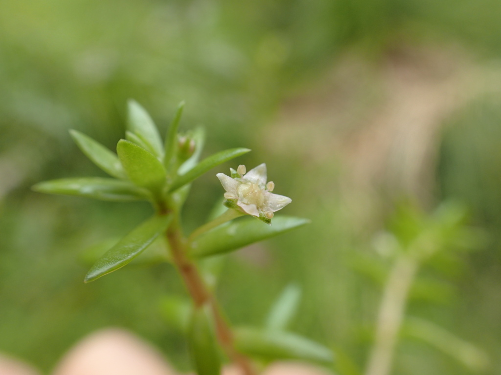 Crassula helmsii (hero image)