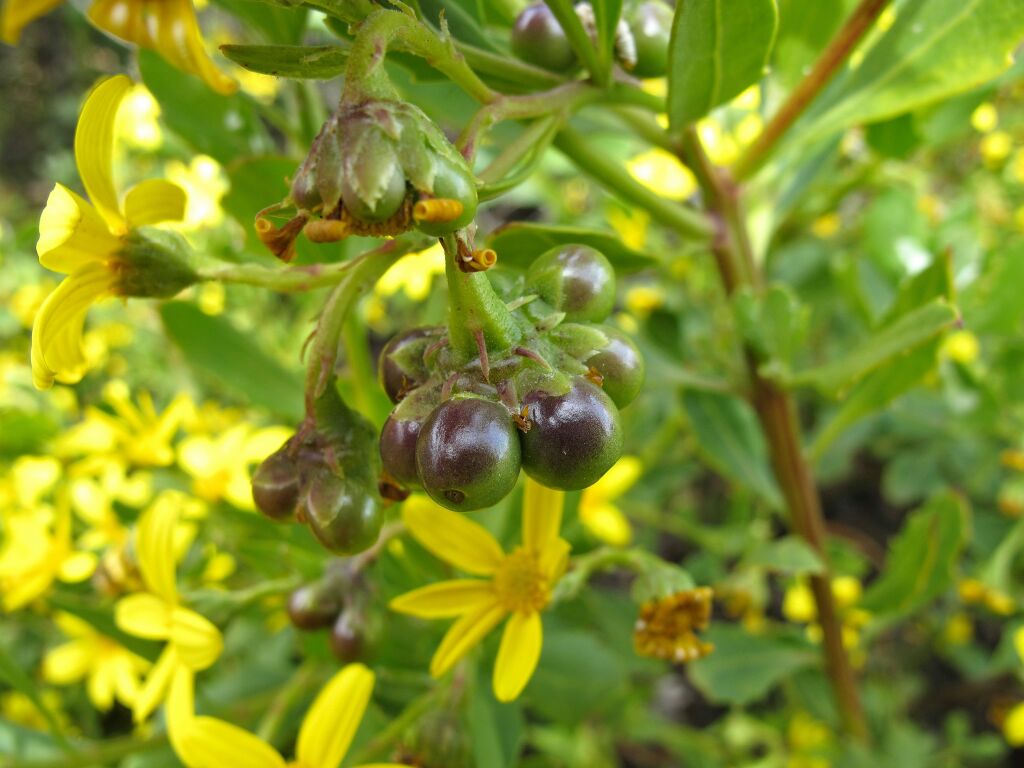 Chrysanthemoides (hero image)