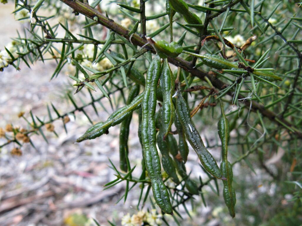 Acacia rupicola (hero image)