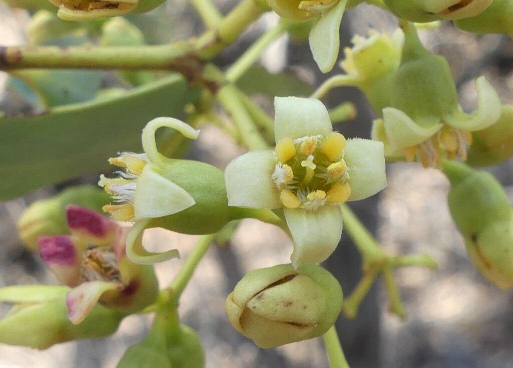 Santalum lanceolatum (hero image)