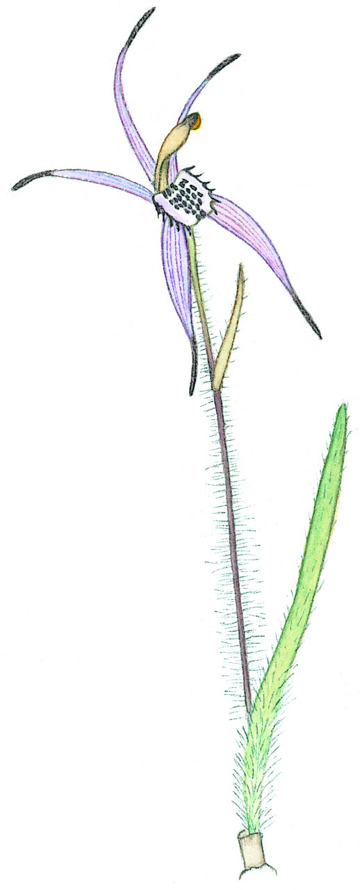 Caladenia brachyscapa (hero image)