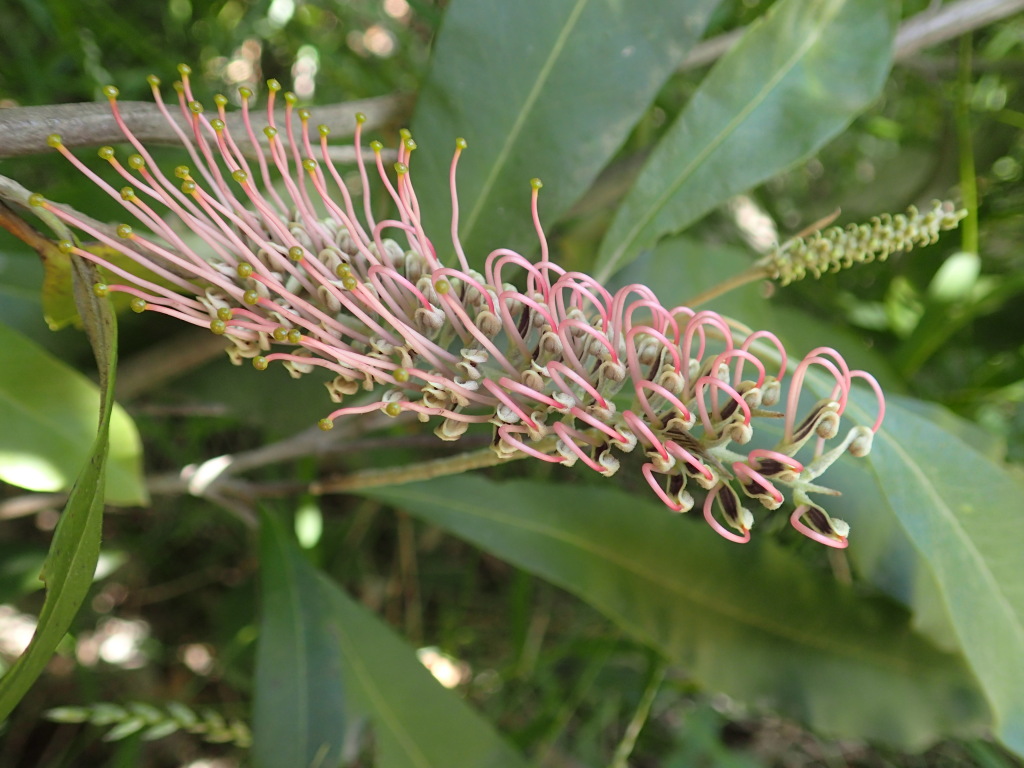 Grevillea barklyana (hero image)