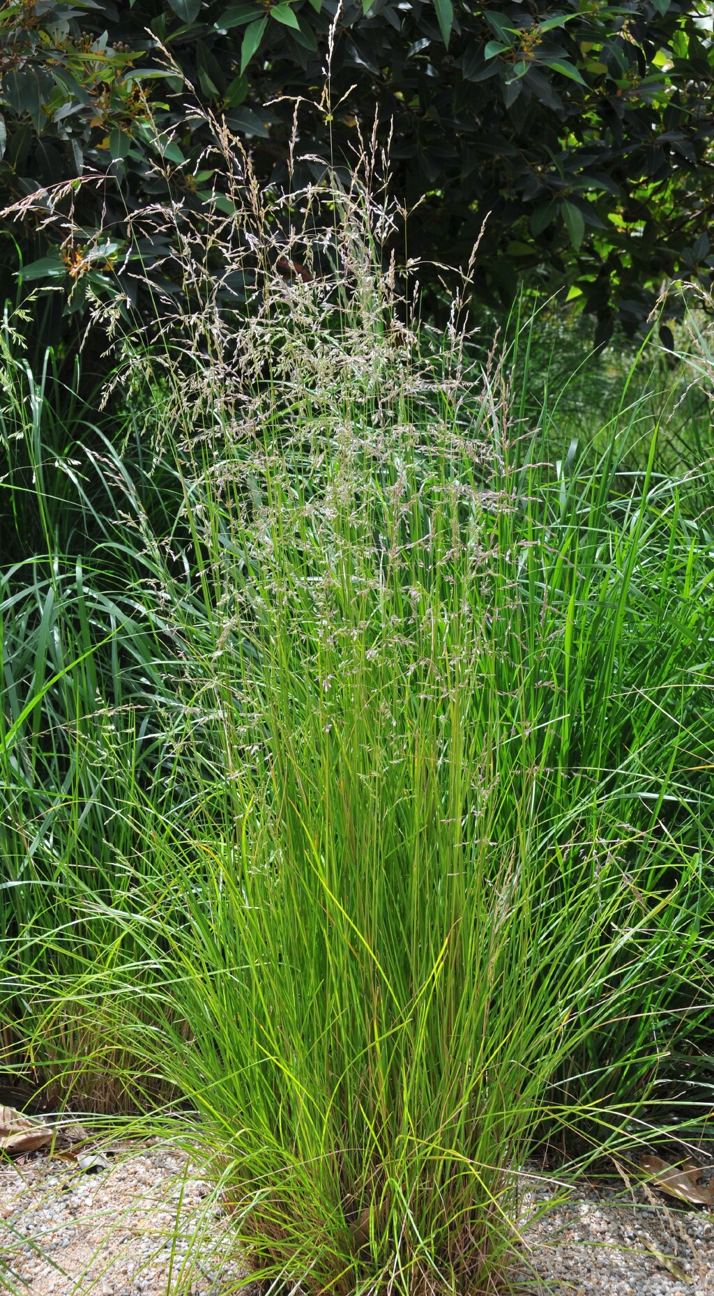 Poa ensiformis (hero image)