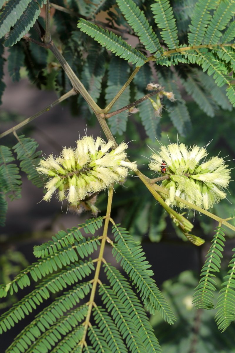 Paraserianthes (hero image)