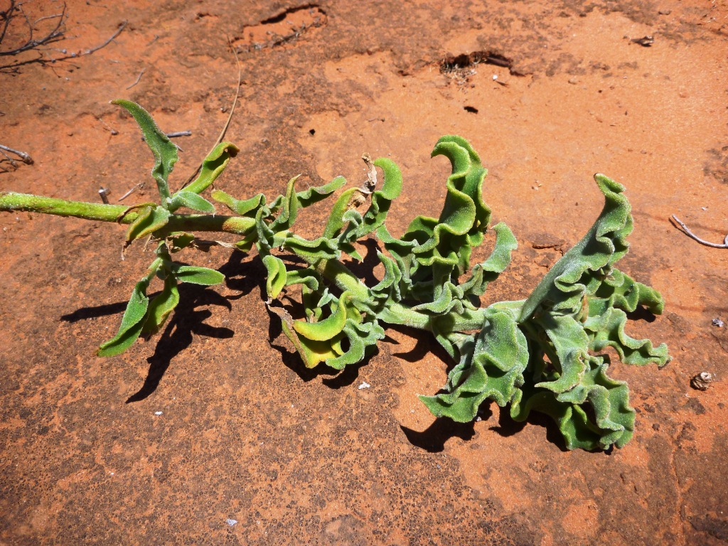 Mesembryanthemum guerichianum (hero image)