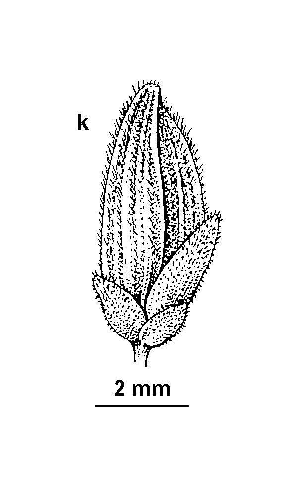 Tetrarrhena distichophylla (hero image)