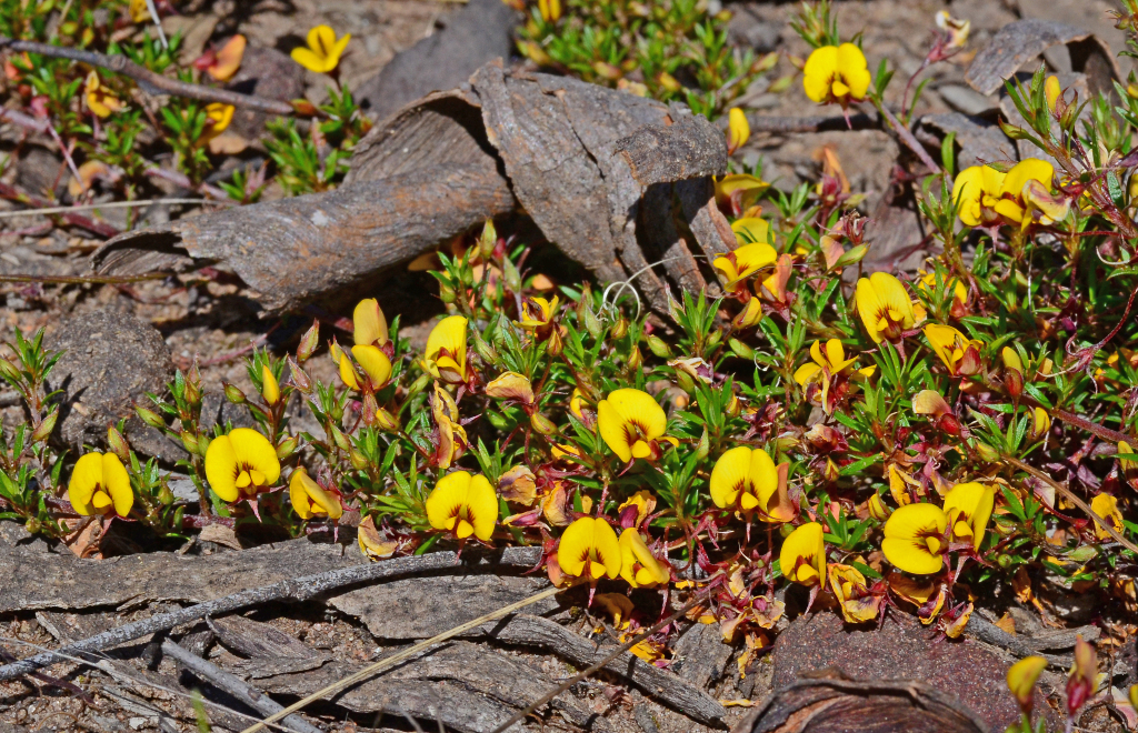 Pultenaea pedunculata (hero image)