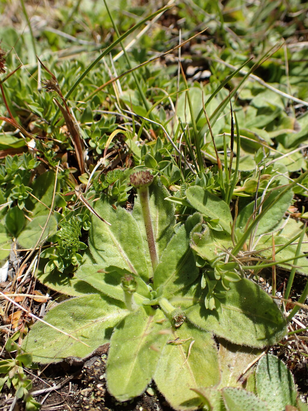 Solenogyne gunnii (hero image)