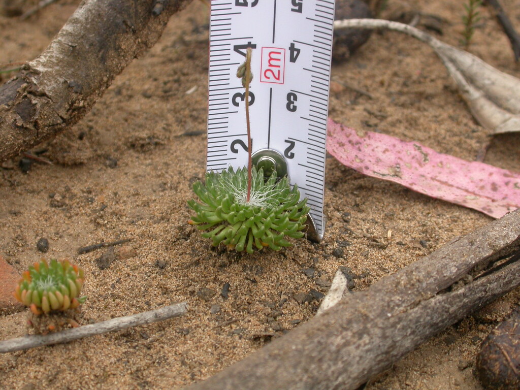 Stylidium soboliferum (hero image)