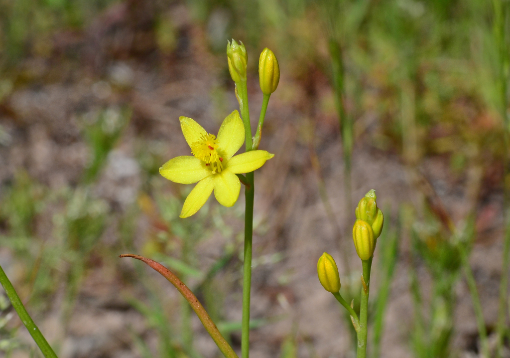 Bulbine (hero image)