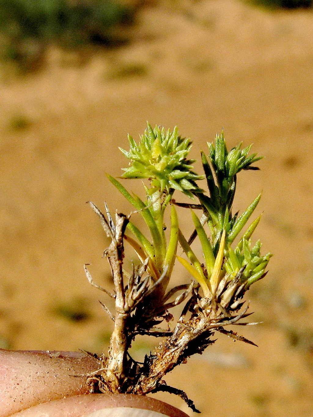 Scleranthus minusculus (hero image)