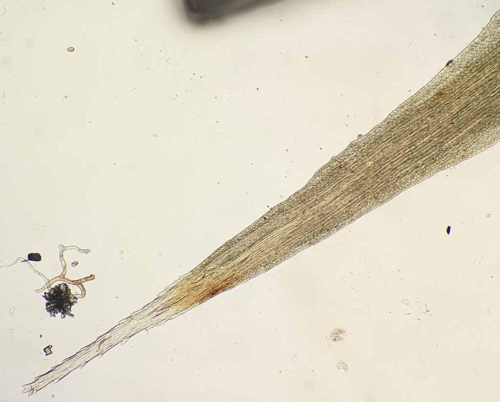 Leucobryaceae (hero image)