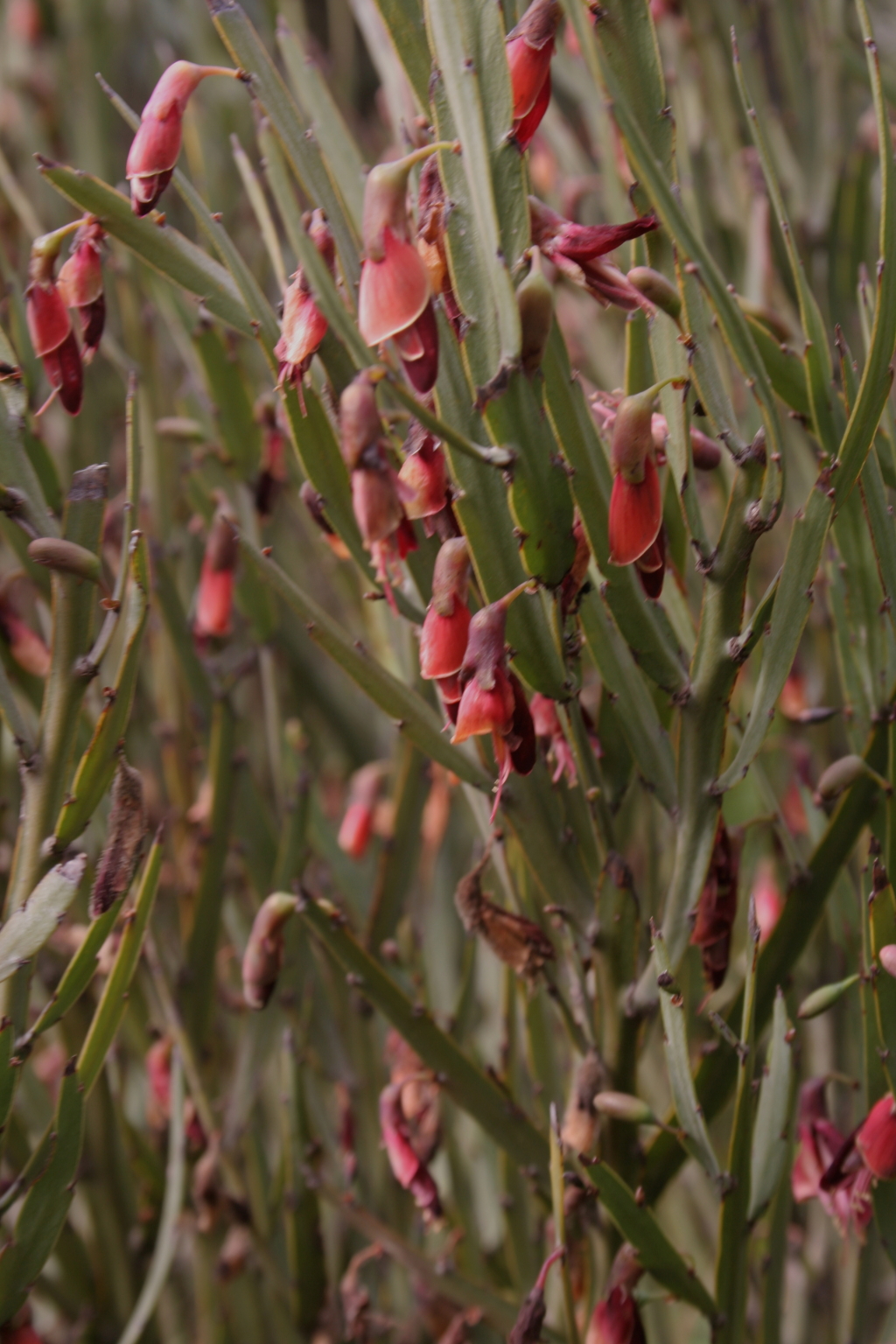 Bossiaea walkeri (hero image)