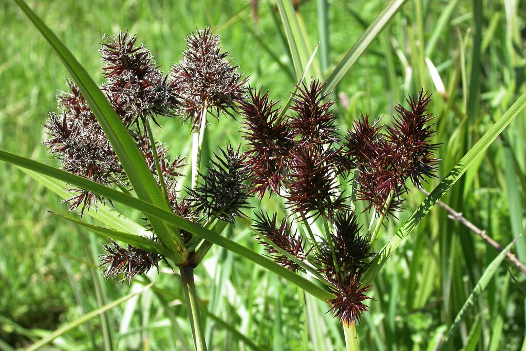 Cyperus lucidus (hero image)