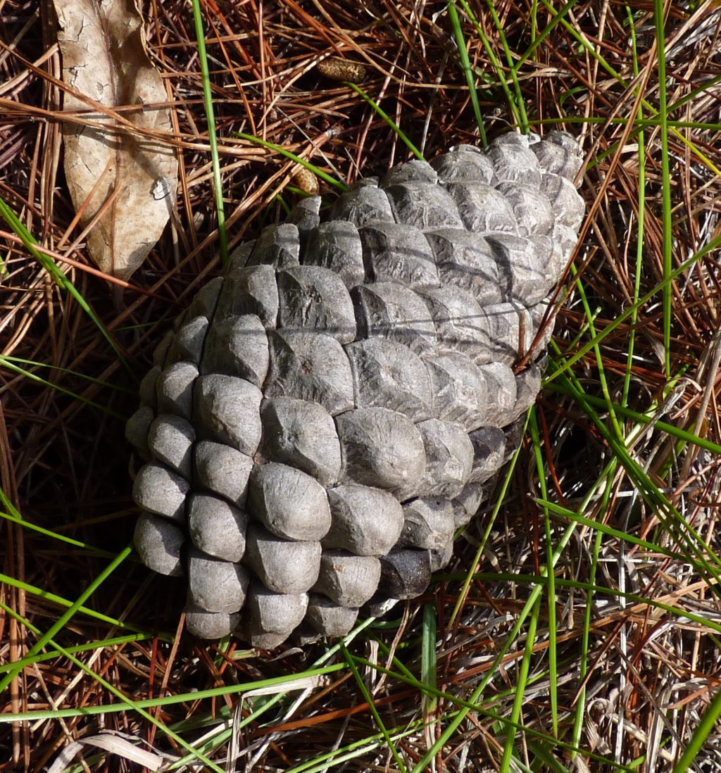 Pinaceae (hero image)