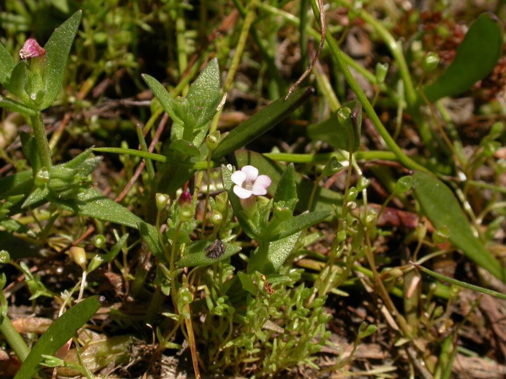 Gratiola pubescens (hero image)