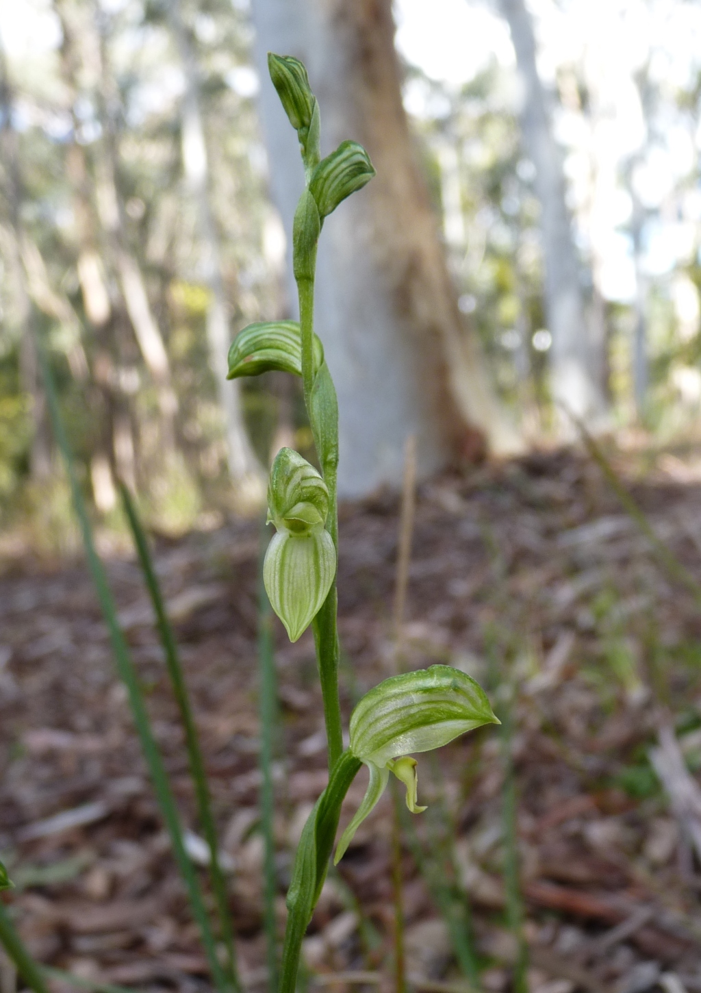 Pterostylis melagramma (hero image)