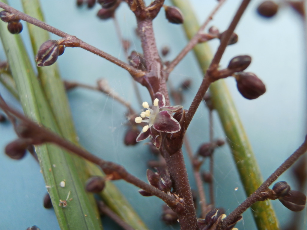 Lomandra micrantha subsp. tuberculata (hero image)