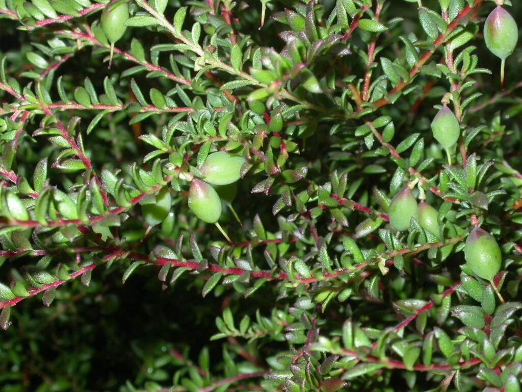 Persoonia asperula (hero image)