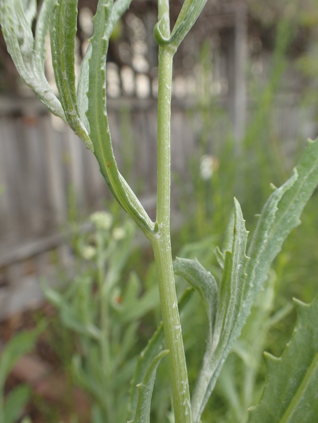 Senecio lanibracteus (hero image)