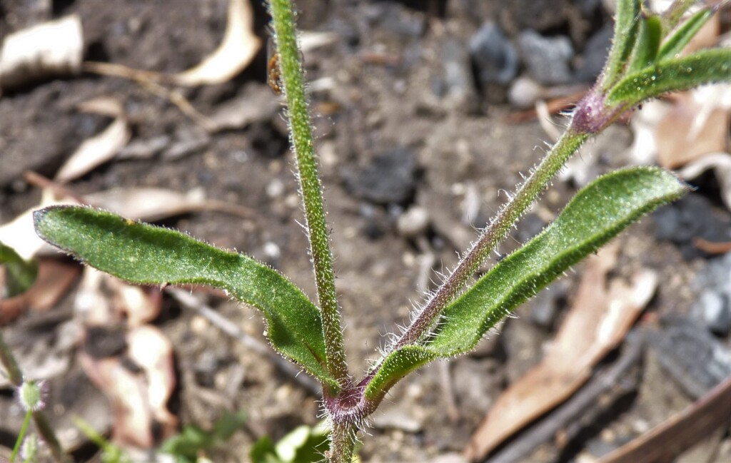 Silene gallica var. gallica (hero image)