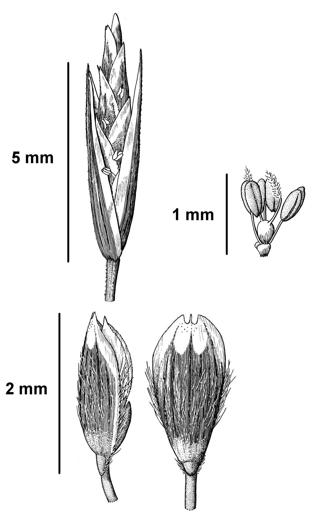 Schismus (hero image)