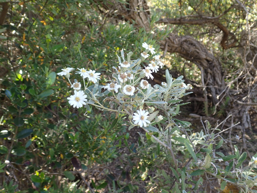 Olearia phlogopappa subsp. insularis (hero image)