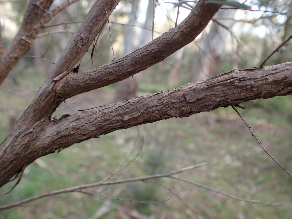 Kunzea leptospermoides (hero image)