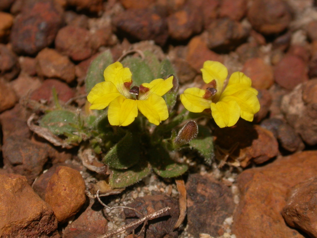 Goodenia humilis (hero image)