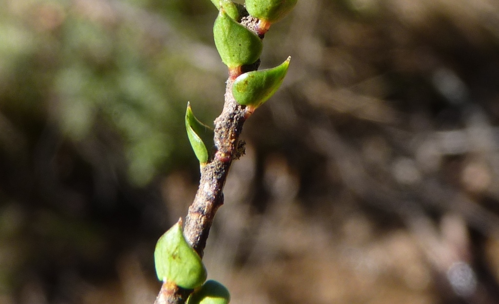 Epacris gunnii (hero image)
