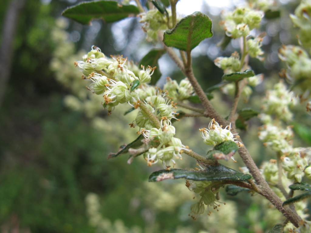 Pomaderris racemosa (hero image)