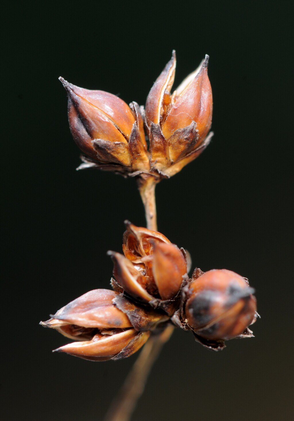 Juncus acutus (hero image)