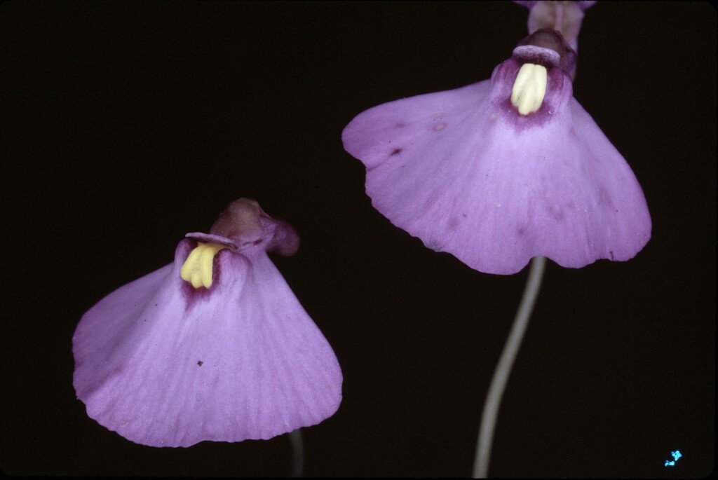 Utricularia dichotoma (hero image)