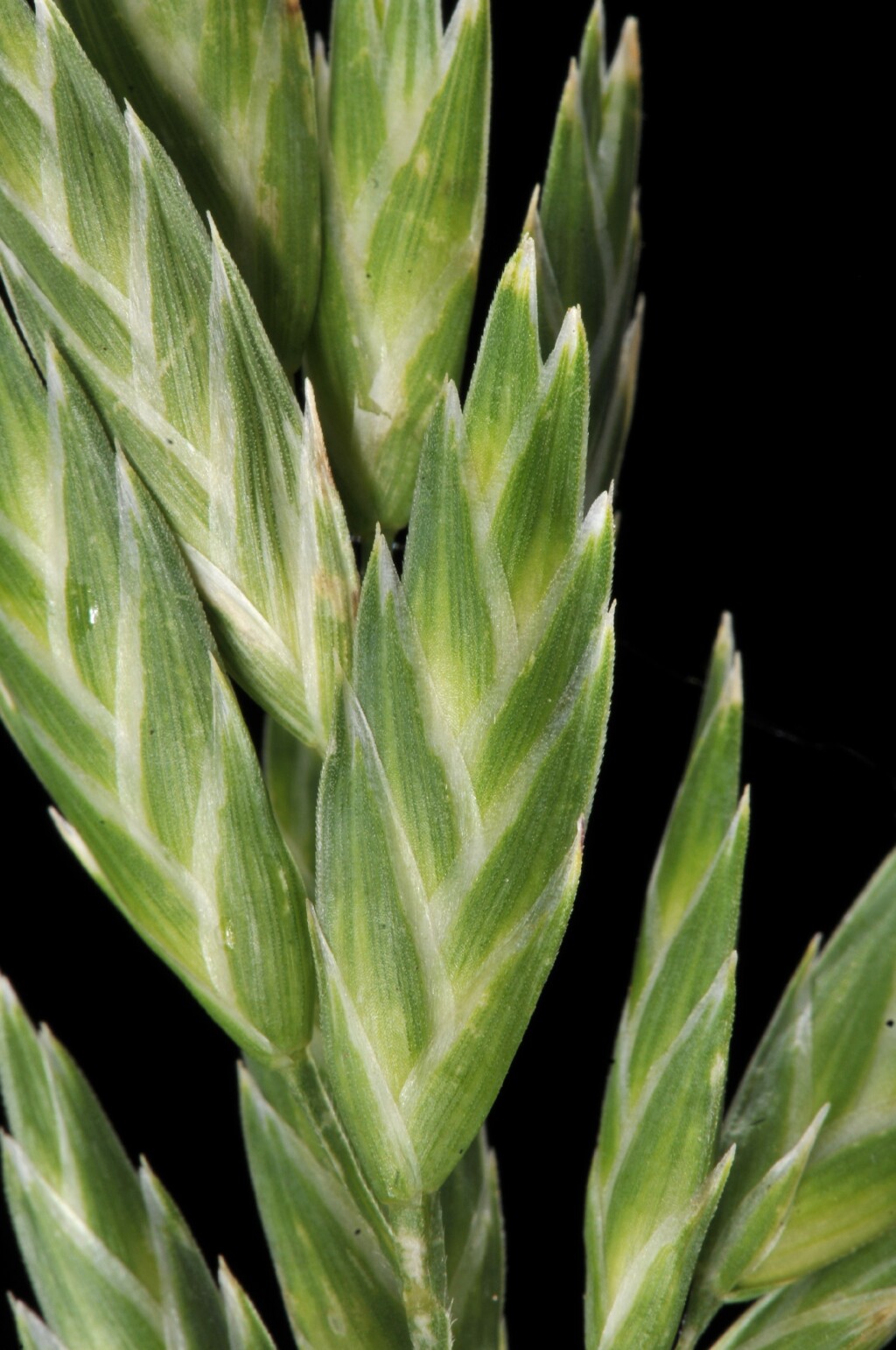 Bromus catharticus var. rupestris (hero image)