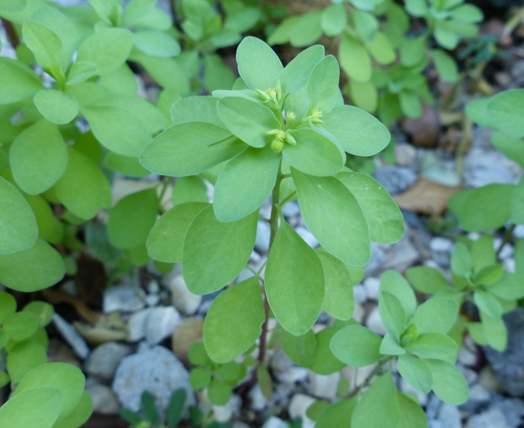 Euphorbia peplus (hero image)