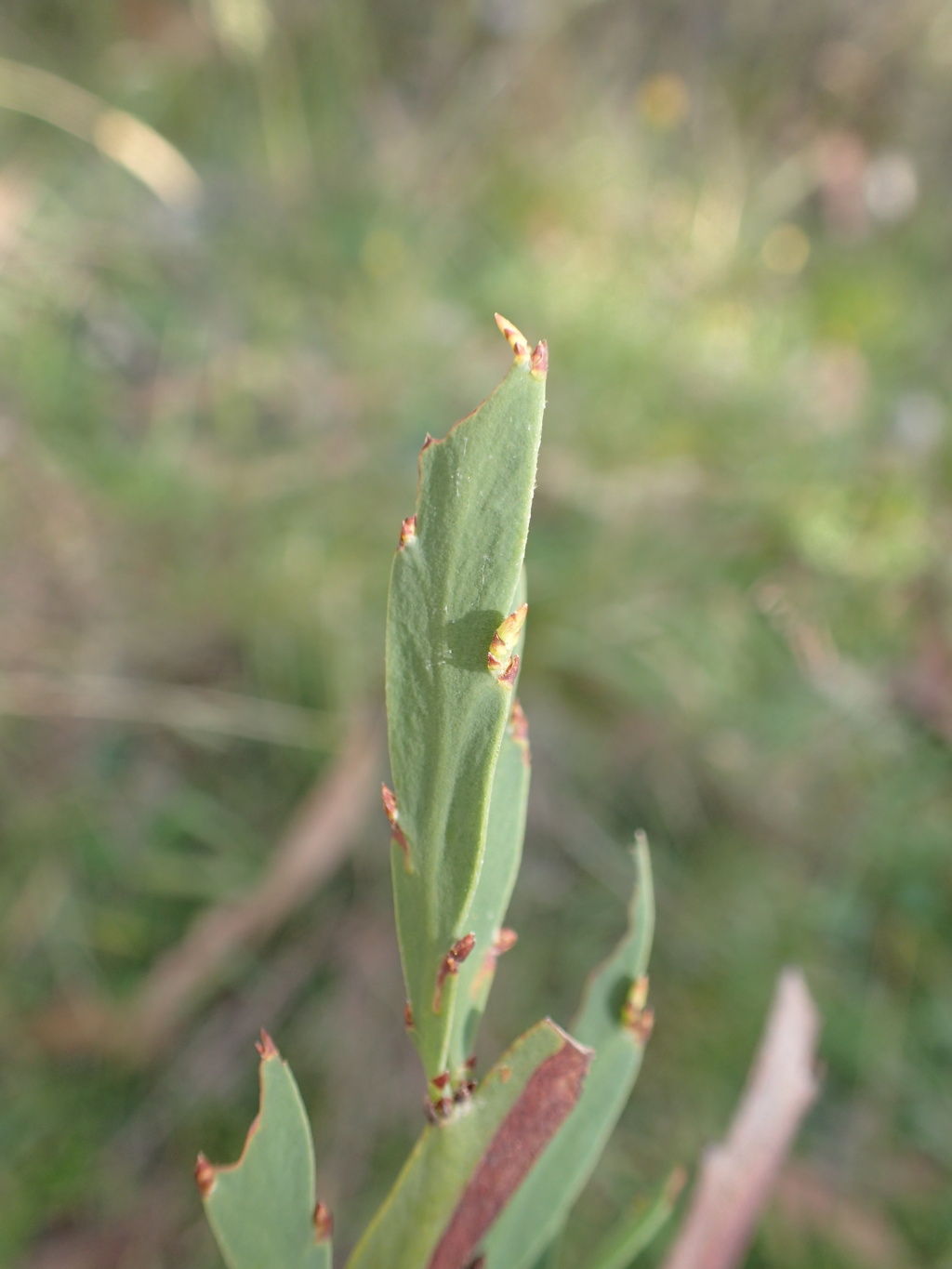 Bossiaea vombata subsp. orientalis (hero image)