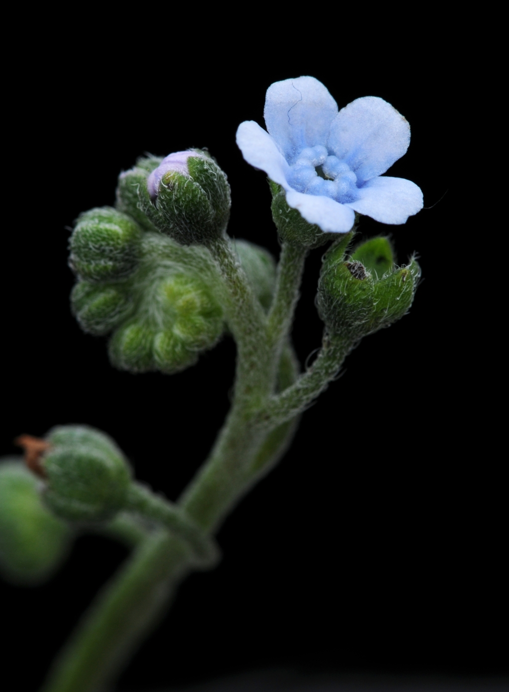 Cynoglossum australe (hero image)